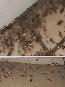 Japan Cockroach Killer 12pcs Bait Killer Repellent Insecticide Pest Control Non-Toxic Baby/Pet Safe