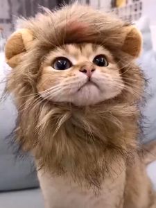 Summer Air หมวกสัตว์เลี้ยง หมวกวิกผม รูปสิงโตน่ารัก หมวกแมว หมวกสูงสัตว์ หมวกสูงสัตว์ หมวกสัตว์เลี้ยงตลก เหมาะสำหรับฮาโลวีน