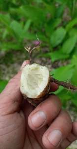 Ngải Chống Độc mọc rừng tự nhiên lâu năm (KHÔNG PHẢI nghệ trắng)