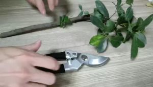 กรรไกรตัดกิ่งไม้สแตนเลส ขนาด 8 นิ้ว NO.609 Rhino ด้ามสีดำ/สีแดง ของแท้100%