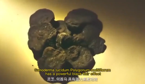 草本首乌白发转黑发 White hair turning into black hair诺维娅何首乌精华液白发变黑发🇲🇾Polygonum multiflorum essence turns white hair into black hair hair growth serum hair loss tonic black hair spray Polygonum multiflorum plant essence hair care spray Serum pertumbuhan