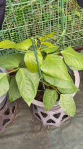 AKIRO MALAYSIA Adjustable Climbing Plant Support Rack Plant Climbing Support Stick Frame Garden Decoration Trellis Vines Flower Rack Ring Frame Sokongan Tumbuhan 植物支架