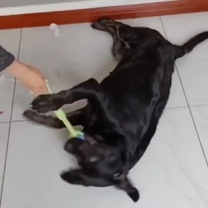 Dog Toys Dogs Chew Teeth Clean Toys Grinding Teeth Traning Fun Playing Cotton Rope Ball Puppy Toys