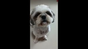 อกไก่อบแห้งชิ้นใหญ่ๆ สำหรับ น้องหมา น้องแมว