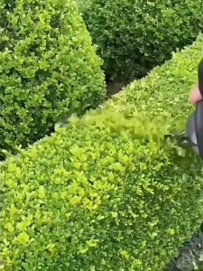 48V เครื่องตัดแต่งพุ่มไม้ เลื่อยตัดแต่งพุ่ม 3000W 89800Mh 20นิ้วใบมีดสองคม ไร้สาย เครื่องตัดแต่งกิ่งไม้ เครื่องมื เครื่องตัดกิ่งไม้ เครื่องตัดแต่ง เครื่องตัดแต่งกิ่งไม้ เลื่อยตัดแต่งพุ่มไม้ เลื่อยแต่งพุ่ม เครื่องตัดแต่งพุ่มไม้