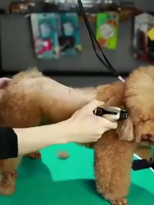 F&G 4 in 1 Pencukur Bulu Kucing Alat Cukur Bulu Kucing Elektrik Pet Clipper Grooming Hewan / Alat Cukur Bulu Kucing