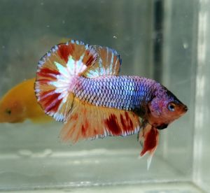 Amargeddon Vanda Halfmoon Plakat HMPK Betta Fish / Ikan Laga/ 斗鱼 (Not random fish）10