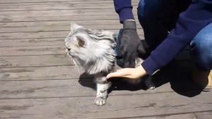 Pet Massage Glove for Dogs & Cats Buang Bulu Kucing All-Breed Hair Removal - Water Washable Hairball Cleaning Magic Brush