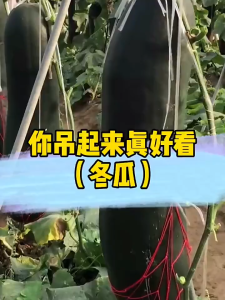 50เมล็ด เมล็ดพันธุ์ ฟักดำยักษ์ ฟักหอม ฟักเขียวเปลือกดำตอปิโด ฟักแฟง ปลูกง่าย ทานอร่อย ผลใหญ๋ยักษ์