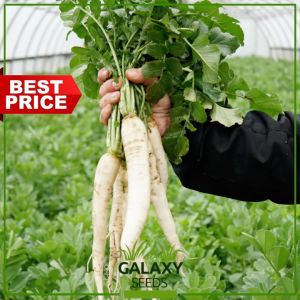 "GalaxySeeds" White Radish Seeds for Planting Vegetable Plants (50 Seed) Including fertilizer - Labanos Plant