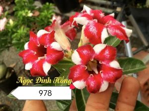 Adenium Kemboja Bonsai ID:978/富贵花