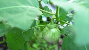 TALONG na BILOG Green (DOMINO F1) SEEDS