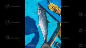 มินนาว Minnow 13cm 13g ตกชายฝั่ง เหยื่อแคส ตกปลาทะเล แคสอินทรี กระมง ชะโด เก๋า เหยื่อตกปลา อุปกรณ์ตกปลา