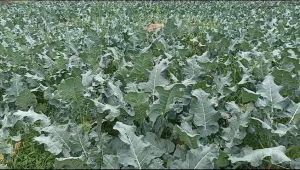 benih bibit brokoli LUCKY BEJO 1250 biji Seeds Sayuran Lucky Bejo - Lazada