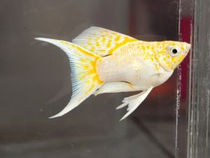 Lemon Head Balloon Molly Fish(Male) 短身气球茉莉鱼(公)❗️(Not random fish)❗️Fish same as order❗️42