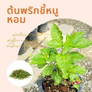 ต้นพริกขี้หนูหอม ผักสวนครัว ส่งพร้อมกระถาง ถุงดำ 6นิ้ว ผักสวนครัว ผักสวนครัวปลูกง่าย ผักสวนครัวพร้อมปลูก ผักออร์แกนิก