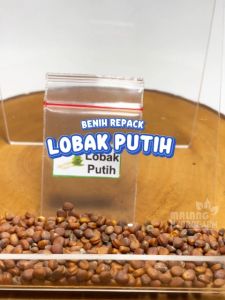 Benih Lobak Putih Unggulan sayur lalap berkualitas biji bibit hydroponik hidroponik sayuran