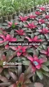 tanaman hias  bromelia pink original