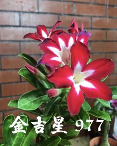 Adenium kemboja bonsai ID:977/富贵花
