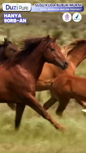 Duzi Pure Susu Kuda 100% Asli Original Atasi Masalah Tulang Dan Sendi