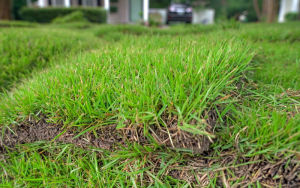 thảm cỏ thật zoysia siêu mịn thảm 1 mét vuông