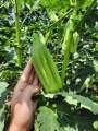 20 Hạt Giống Đậu Bắp Khổng Lồ Star David_Y ảnh khách trồng. 