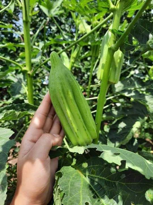 20%20H%E1%BA%A1t%20Gi%E1%BB%91ng%20%C4%90%E1%BA%ADu%20B%E1%BA%AFp%20Kh%E1%BB%95ng%20L%E1%BB%93%20Star%20David_Y%20%E1%BA%A3nh%20kh%C3%A1ch%20tr%E1%BB%93ng%20-%20Image%203