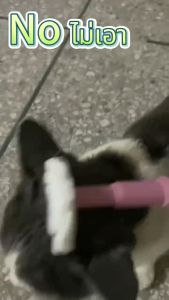 เสายืดแมว แปรงหวีเพื่อสัตว์เลี้ยง รุ่นติดมูม ชุดส่วนการแปรง นวดแมว นวดแมวสำหรับน้องแมว สำหรับสินค้า ไทย