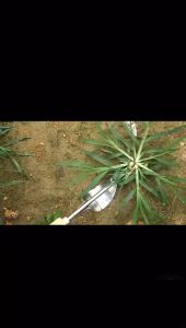 COD ✅ Garpu Pencabut Rumput Liar Akar Tanaman Garpu Pembersih Manual Stainless Steel Untuk Berkebun