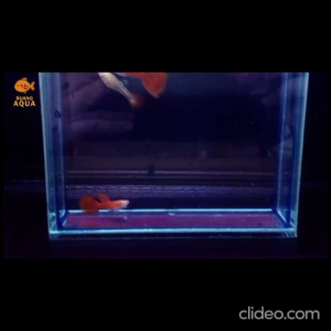 ALBINO FULL RED GUPPY PAIR