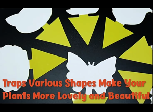 Fruit Fly Traps Fungus Gnat-Traps for Indoor-Outdoor Yellow Fruit-Fly Sticky-Trap Plants Flying Bug Insects Traps Use Protect The Plant