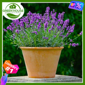 Green House® - Lavender Seeds for Planting (10 Seed) your own Herbal Flower Plants incl. Instruction Health Properties