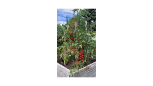 ( 500 Butir ) Benih Biji Tomat Cherry | Tomat Ceri | Solanum Lycopersicum