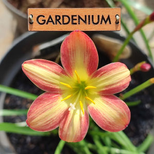 Umbi Bunga Rain Lily Dr.Tan Chiang Soo - Rainlily Zephyranthes Hybrid