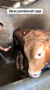 Sikat Grooming Serbaguna untuk Hewan Ternak / Sisir & Pembersih Bulu Kuda Sapi Domba Kambing Etawa