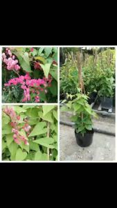 Cây hoa tigon hồng leo giàn ra hoa quanh năm ít sâu bệnh lọc không khí rất tốt | Minh Hân Garden