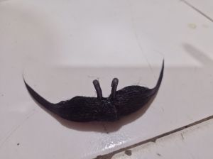 kumis palsu / jebres