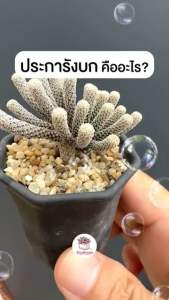 เทอร์บิเส้น Turbinicarpus Minima แคคตัส กระบองเพชร cactus&succulent