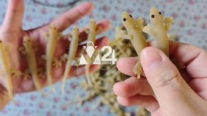 (1 ตัว) จิ้งจกปลอม จิ้งจกยาง จิ้งจก เสมือนจริง ของเล่นแก้งคน ตุ๊กตายาง ของเล่น สัตว์ปลอม ตุ๊กแก ฮาโลวีน toy rubber gecko animal fancy Halloween m24