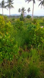 Cỏ giống Vetiver lá mềm combo 350 tép Cỏ Giống Cho Không Gian Xanh Hạt Giống Cây Cảnh Độc Đáo Cỏ Giống Trồng Dễ Dàng - Lazada