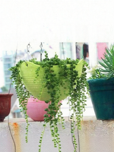 Thickened Large Plant Pots Hanger Wall Mounted Green Ivy Succulent Plant Flower Climbing Vine Chain Hanging Garden Decor