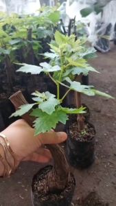 Bibit Anggur Import Jenis Seto Giant