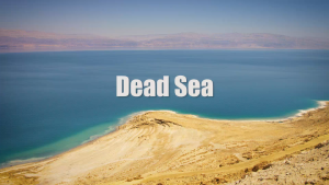 [SMILEY PET] Mineral PetFungus Cream for Dogs/Cats | Fungus Quick Care | Gentle and Harmless | Fast Results