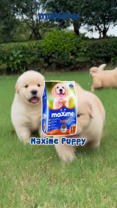 (Chính Hãng) Hạt Maxime Cho Chó Con Giàu Đạm Từ Thịt Gà Và Sữa 1.5Kg - Hỗ Trợ Miễn Dịch Phát Triển Khoẻ Mạnh