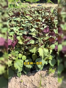 Perilla seeds are heat-resistant 紫苏种子 耐热易种 easy to grow and edible. They are double-sided Perilla large-leaf all-season potted vegetable seeds 可药用 可作观赏植物盆栽