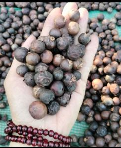 Trái Đủng đỉnh Khô Vùng 7 Núi ( Gói 1kg) Điề.u Tr.ị B.ệnh G.out và xư.ơng K.hớp