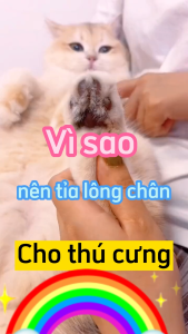 Tông Đơ Cạo Lông Bàn Chân Cho Chó Mèo Dùng Pin - Lido House Shop & Hotel