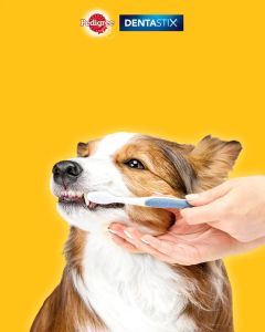 Bánh xương chăm sóc răng cho chó cỡ nhỏ Pedigree Dentastix - Xuất xứ Thái Lan