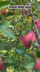 PROMO! BIBIT APEL FUJI HASIL STEK BATANG DARI INDUKAN YANG SUDAH BERBUAH