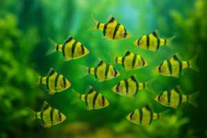 Hiasan Aquarium Sumatra Isi 10 - Warna cerah - Siap kirim aman